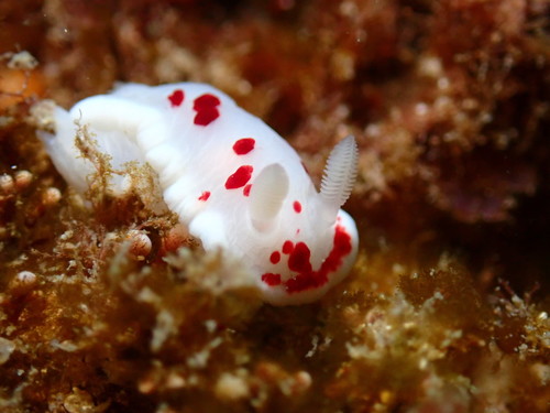 Goniobranchus heatherae (Gosliner, 1994)