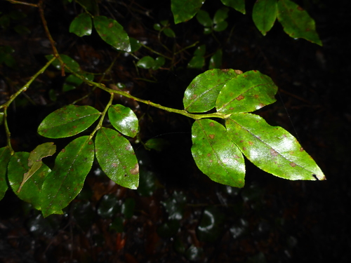 Madeira blueberry