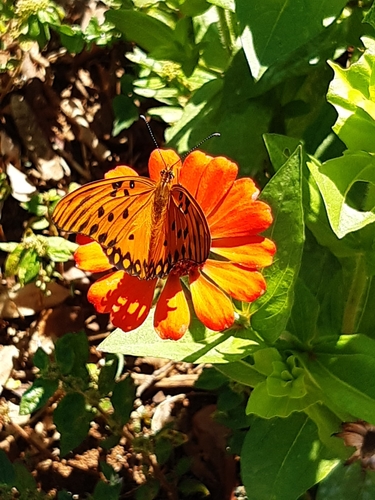 Gulf Fritillary