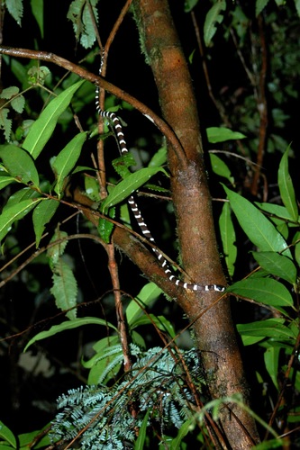 Betsileo White-banded Tree Snake