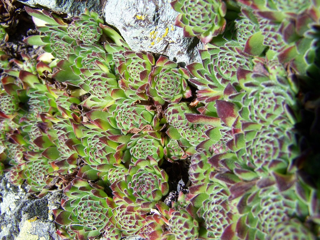 Section Sempervivum · iNaturalist Section Sempervivum · iNaturalist