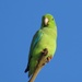 Turquoise-winged Parrotlet - Photo (c) rdpost, all rights reserved