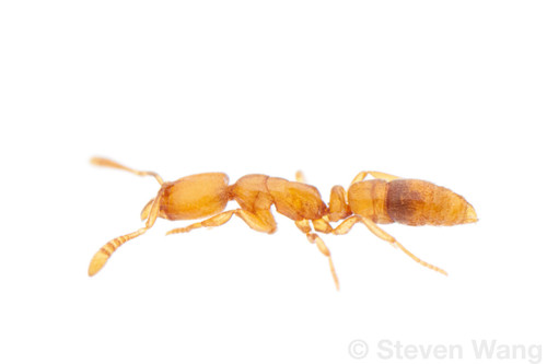 Hypoponera parvaHypoponera parva