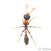 Hormiga Ramita Mexicana - Photo (c) Steven Wang, todos los derechos reservados, subido por Steven Wang