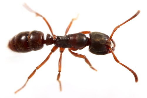 拟猛蚁属Pseudoponera