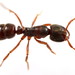Pseudoponera - Photo (c) Steven Wang, all rights reserved, uploaded by Steven Wang