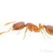 Solenopsis molesta - Photo (c) Steven Wang, todos los derechos reservados, subido por Steven Wang