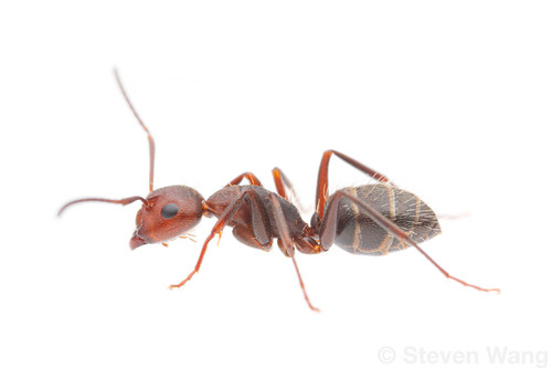 Camponotus cuauhtemoc · iNaturalist