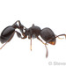 Acorn Ants - Photo (c) Steven Wang, all rights reserved, uploaded by Steven Wang