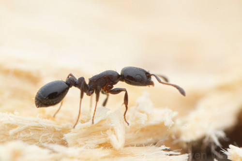 Temnothorax whitfordiTemnothorax whitfordi