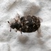 Museum Beetle - Photo (c) Fero Bednar, all rights reserved, uploaded by Fero Bednar