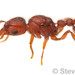 Downy Pennant Ant - Photo (c) Steven Wang, all rights reserved, uploaded by Steven Wang