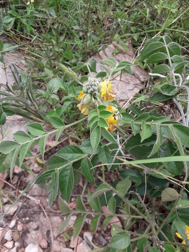 hairy senna