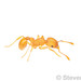 Little Fire Ant - Photo (c) Steven Wang, all rights reserved, uploaded by Steven Wang