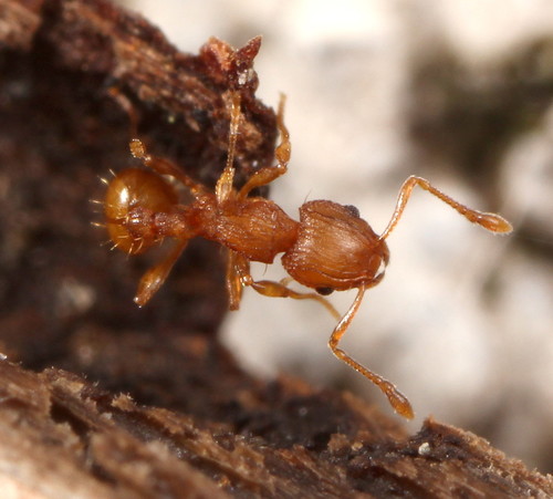 Little Fire Ant