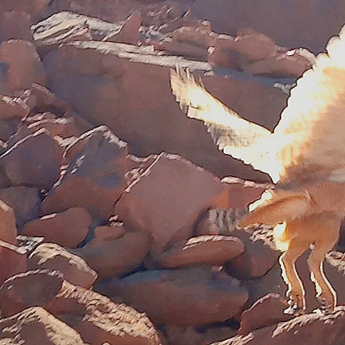 Pharaoh Eagle-Owl