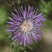 Boar Thistle - Photo (c) José Sousa, all rights reserved, uploaded by José Sousa