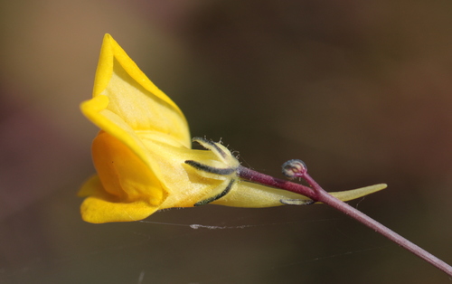 Ballast Toadflax