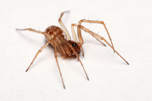 Garden Hammock Spider