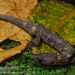 Echinosaura panamensis - Photo (c) Don Filipiak, all rights reserved, uploaded by Don Filipiak