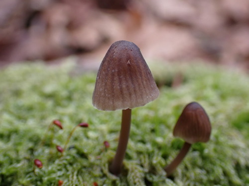 Mycena silvae-nigrae