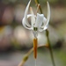 Echeandia parviflora - Photo 由 Edgar Salmerón Barrera 所上傳的 (c) Edgar Salmerón Barrera，保留所有權利
