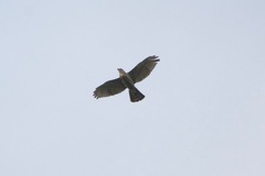 Buteo nitidus image