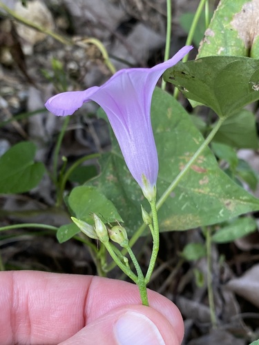 threefork morning glory