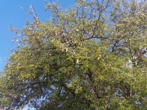 Tamarind
