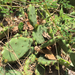Opuntia allairei - Photo (c) jerryd, todos los derechos reservados, subido por jerryd
