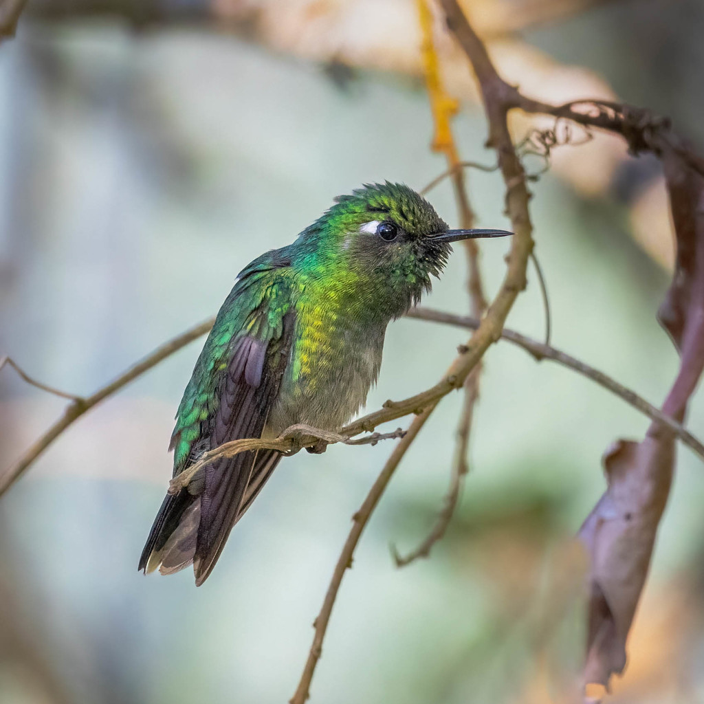 Emerald-chinned Hummingbird photo