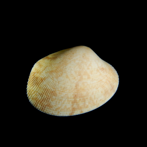 grooved carpet shell (Ruditapes decussatus) · iNaturalist