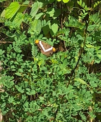 Image of Adelpha fessonia