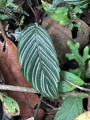 Image of Goeppertia sanderiana