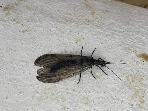 Protochauliodes cinerascens