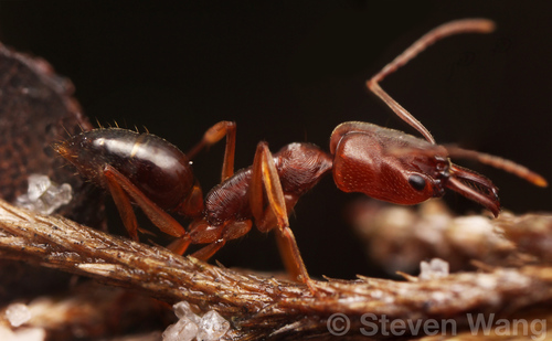 遗大齿猛蚁Odontomachus relictus