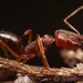 Odontomachus relictus - Photo (c) Steven Wang, todos los derechos reservados, uploaded by Steven Wang