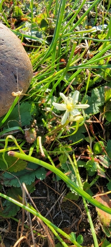 iNaturalist observation photo of Sea Muilla