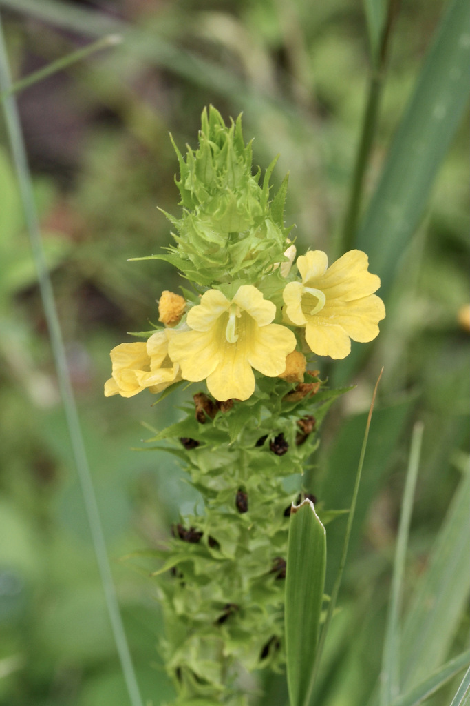 Alectra sessiliflora (Alectra sessiliflora)