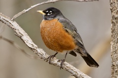 American Robin - Photo (c) Dimitris Salas, all rights reserved, uploaded by Dimitris Salas