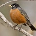 American Robin - Photo (c) Dimitris S, all rights reserved, uploaded by Dimitris S