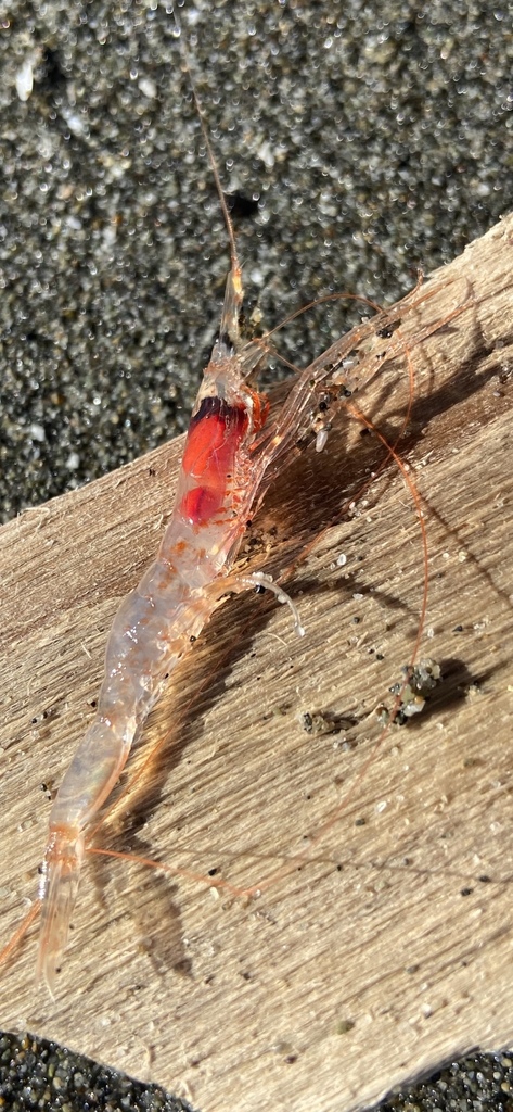 Midwater shrimp from Fort Worden State Park, Port Townsend, WA, US on ...