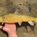 Catostomus occidentalis - Photo (c) prickly_sculpin, kaikki oikeudet pidätetään, lähettänyt prickly_sculpin