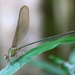 Phaon iridipennis - Photo (c) Dr. Alexey Yakovlev, todos los derechos reservados, subido por Dr. Alexey Yakovlev