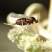 Rhopalomyia - Photo (c) Elizabeth Ogren Erickson, כל הזכויות שמורות, uploaded by Elizabeth Ogren Erickson
