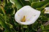 Calla Lilies - Photo (c) Jay Bird, all rights reserved, uploaded by Jay Bird
