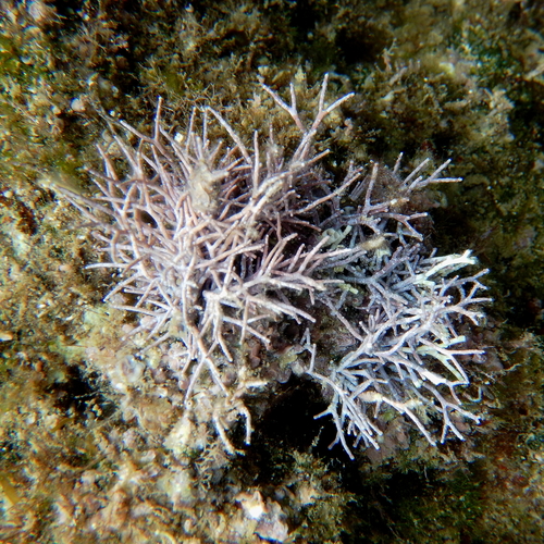 Amphiroa rigida