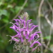 Lobelia thapsoidea - Photo (c) James Kamstra, all rights reserved, uploaded by James Kamstra