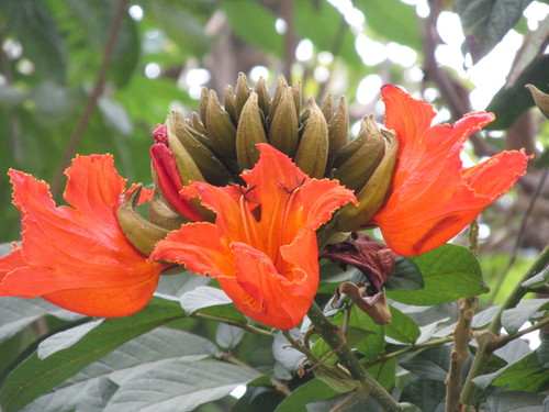 Spathodea campanulata - Leaves