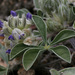 California Indian Breadroot - Photo (c) NatureShutterbug, all rights reserved, uploaded by NatureShutterbug